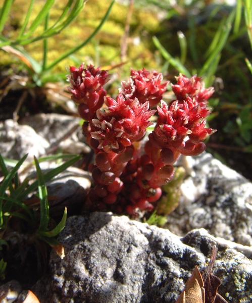 Sedum atratum